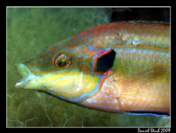 Ocellated wrasse - symphodus ocellatus. This guy was quit... by Daniel Strub 
